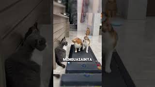 Treadmill Mania #kucinglucu #kucingimut #kucing