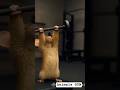 Lion Struggles While Mouse Crushes the Gym | Funny Animal Shorts #shorts #short #automobile #animals