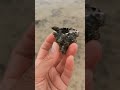 Загадка Красного моря. Как называется моллюск?