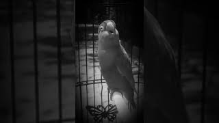 Download Lagu suara pendogkrak love bird betina 99% MP3