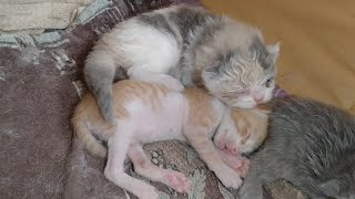 Orphan Kitten Found A Cat Family And Sleeping After Drinking Milk From His Nursing Mother Cat