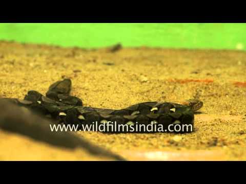Babies of Reticulated python