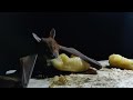 Bat caught eating banana - Full HD