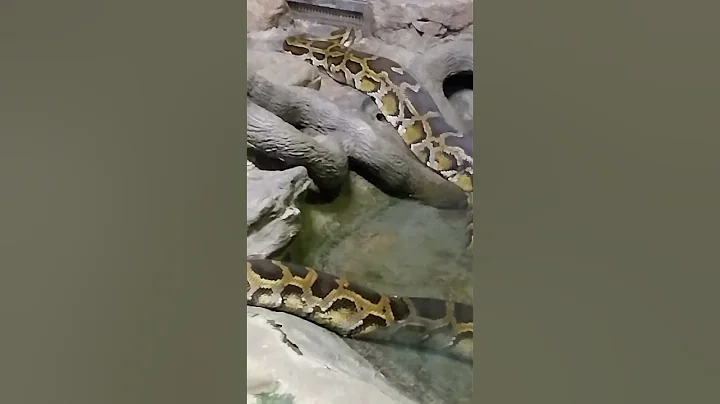 BIGGEST SNAKE IN ZOO CAPTIVITY #animals #bigsnake  #shorts #SHORT #snakes #zoo #snakesoftiktok #true