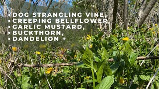 How to remove invasive plants when you're strapped for time. No chemicals.