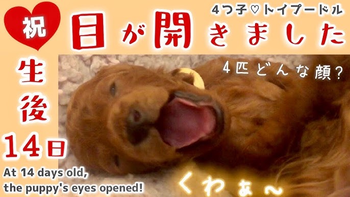 生後10日 育児疲れた 母犬が赤ちゃん返り 笑 子犬の成長 体重発表 My Dog Turned Into A Baby Due To Childcare Fatigue Youtube