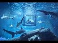 Не для слабонервных: в Париже туристам предложили провести ночь с акулами