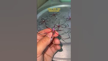 lưỡi câu lục ( lục móng rồng 9 hàng cao cấp  chuyên trị chép trôi điên trắm trắng)120k/c