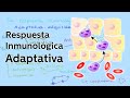 La respuesta inmunológica adaptativa - Biología - Educatina