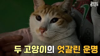 [길고양이 구조기]대구리와 찡찡이... 그 후의 이야기 1 by 김마미네 똥고양이Kim Mother's cats 2,025 views 2 years ago 8 minutes, 21 seconds