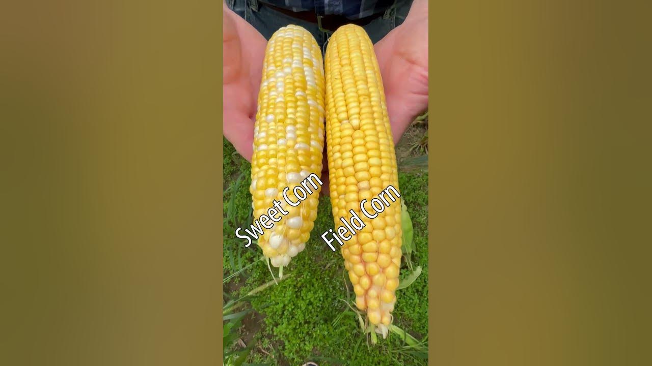 the-difference-between-sweet-corn-and-field-corn-youtube