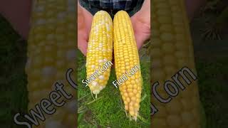 The difference between sweet corn and field corn.