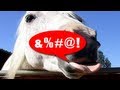 FUNNY HORSE DOES RASPBERRY