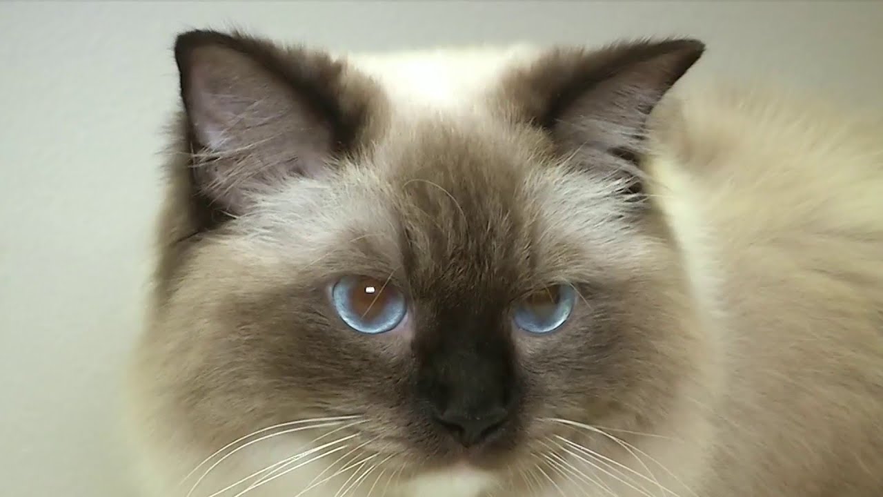 Kissimmee plays host to weekend ragdoll  cat  show  YouTube