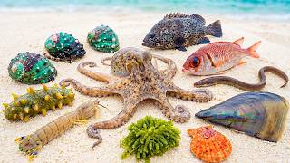 🌊 Ocean Foraging: Octopus 🐙, Mantis Shrimp 🦐, Sea Eel 🐍, Red Snapper 🐟, Clam 🐚, and and Seaweed 🌿