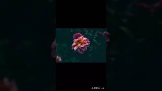Halmax Vlog Live Stream Sleeping Music