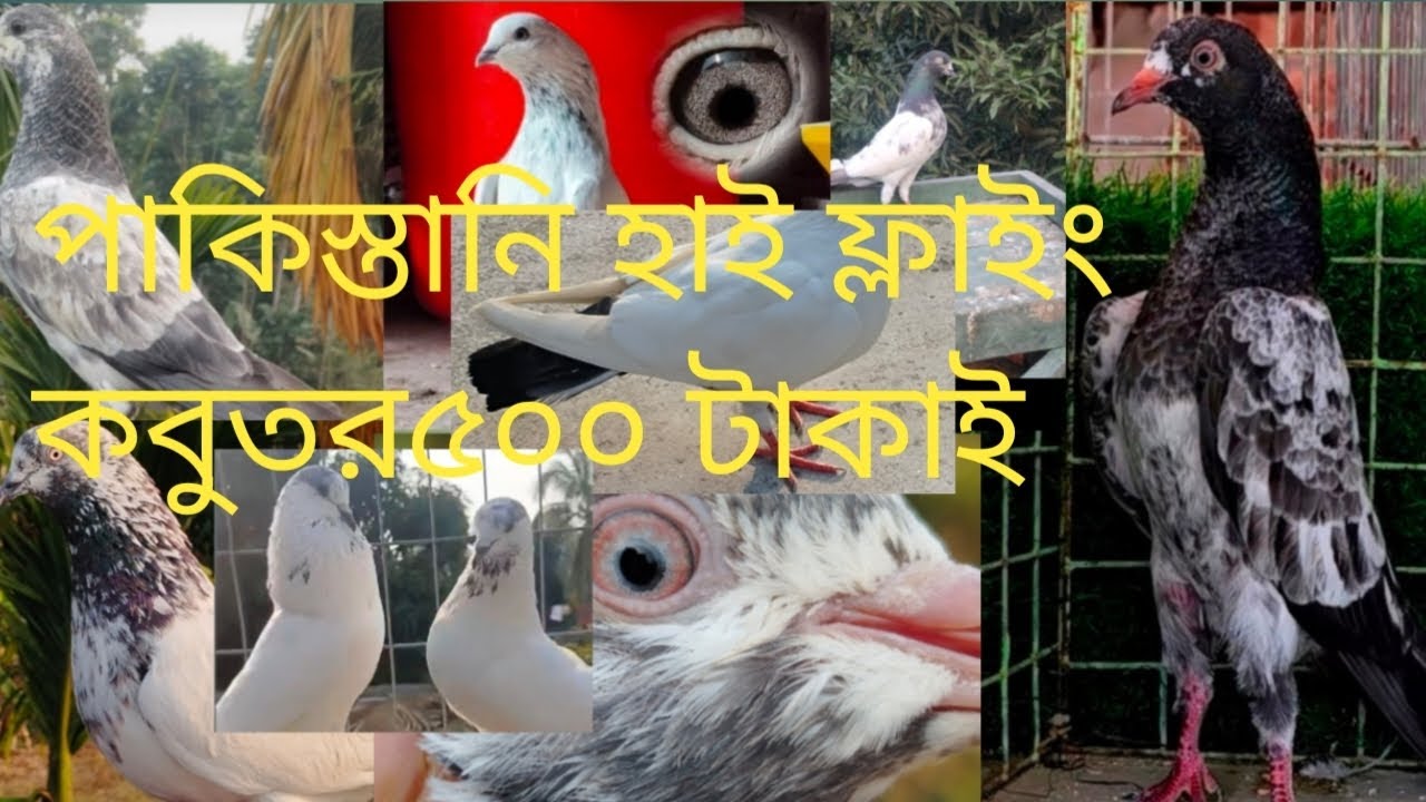 DD pigeon lovers ৫০০ টাকাই পাকিস্তানি হাই ফ্লাইং কবুতর খুব কম দামে 8972977280#pigeon #kabutarandeka