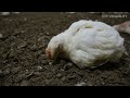 Genetic Cruelty: Investigation reveals a life of suffering for factory-farmed chickens