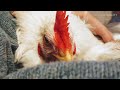 Genetic Cruelty: Investigation reveals a life of suffering for factory-farmed chickens
