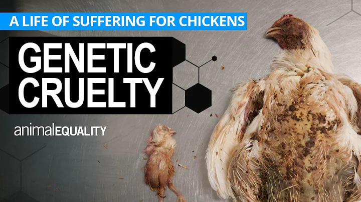 Genetic Cruelty: Investigation reveals a life of suffering for factory-farmed chickens - DayDayNews