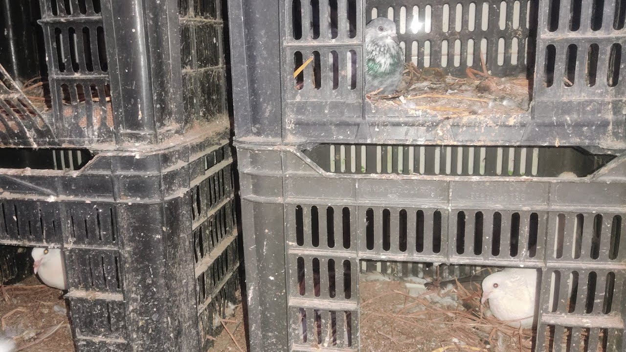 খুবই কম খরচে প্লাস্টিকের ফলের ঝুড়িতে কবুতর পালন!