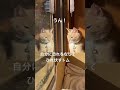 【猫動画かわいい】お腹かかえて笑っちゃった！ひれ伏すシーン
