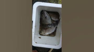 Câu cá Dìa- Bùi Tuyến