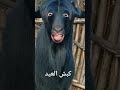 كبش العيد 