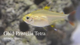 Gold Pristella Tetra - Introduction