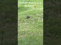 That one Racoon….#Racoon #racoons