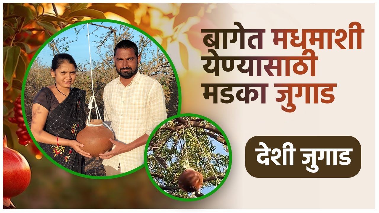 मधमाशी बागेत येण्यासाठी मडका जुगाड || मधमाशी साठी देसी जुगाड || Madhmashi Desi jugad || #शेतीमळा