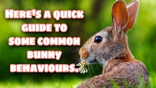 9 Common Rabbit Behaviours Explained!-Rabbit Farming, Facts and Care