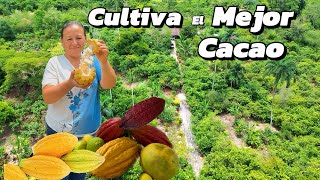 En su finca  en la Amazonia se COSECHA TODO  el AÑO CACAO 