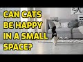 How Much Indoor Space Does A Cat Need To Be Happy?