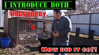 How I introduce both dogs, Harley and Roxy, today for the first time.