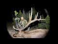 Giant 7x6 bull archery elk hunt rack stolen  stuck n the rut 176