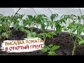 Высадка томатов в открытый грунт. Схема посадки!