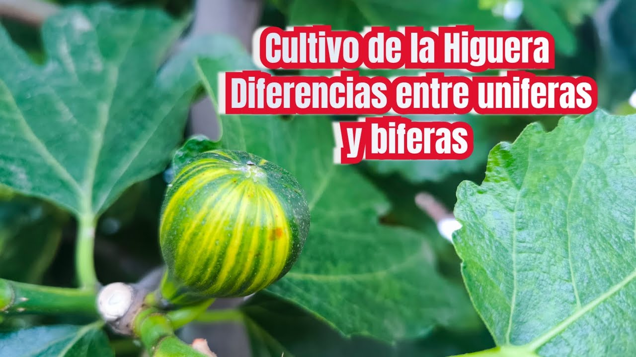 Cultivo de la higuera, diferencias entre uniferas y biferas