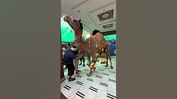 Qurbani Eiduladha Camel Viral 2025 