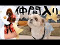 【犬服】新ちゃんちゃんこ勢揃い～多頭飼い～チワワ・シーズー・ミニチュアピンシャー・トイプードル