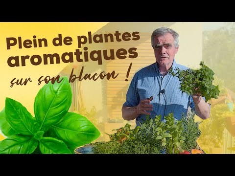 Vidéo: Thym parfumé au citron : propriétés utiles, caractéristiques d'entretien et avis