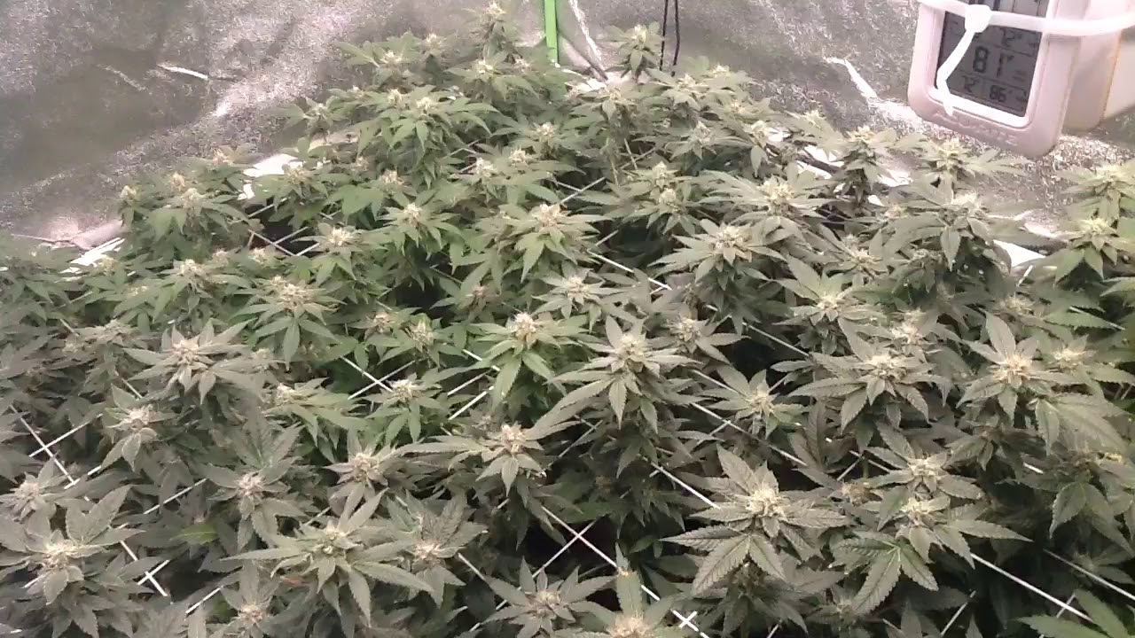 Day 41 flower 