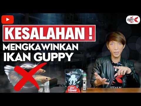 Cara Membedakan Ikan Guppy Betina Dan Jantan