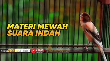 🔴#82 Masteran Kenari Gacor mewah cengkok indah tembakan dahsyat_khusus masteran lomba