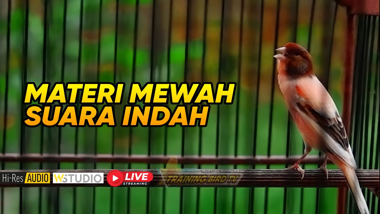 🔴#82 Masteran Kenari Gacor mewah cengkok indah tembakan dahsyat_khusus masteran lomba