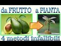 Avocado - 4 metodi per farlo nascere  a costo zero