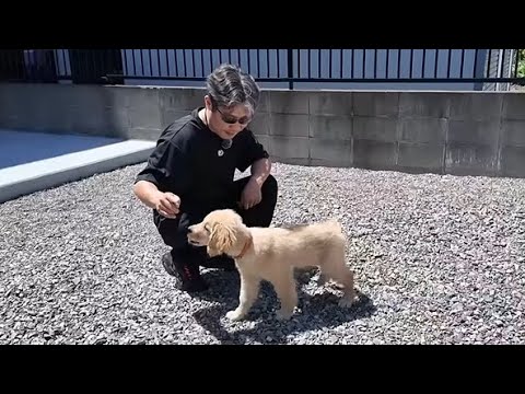 頑張れ!お散歩デビューに向けて厳しい訓練を受ける子犬。【Golden Retriever japan】
