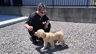 頑張れ！お散歩デビューに向けて厳しい訓練を受ける子犬。【Golden Retriever japan】