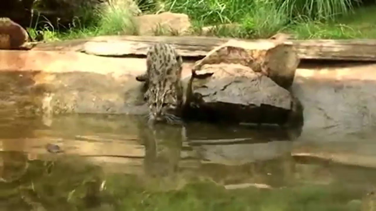 Котрыболов , Fisher Cat YouTube