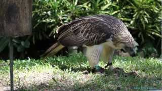 Philippine Eagle ("Mindanao") feeding 2/3